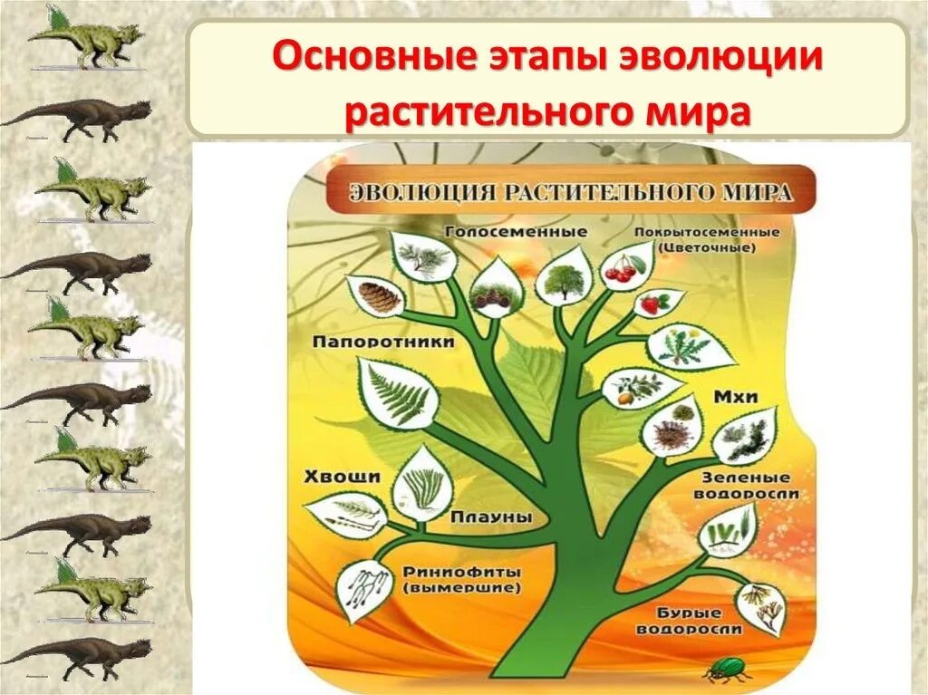 Растительное происхождение биологическая. Эволюционное Древо растений биология 7 класс. Этапы эволюционного развития растений биология 7 класс.