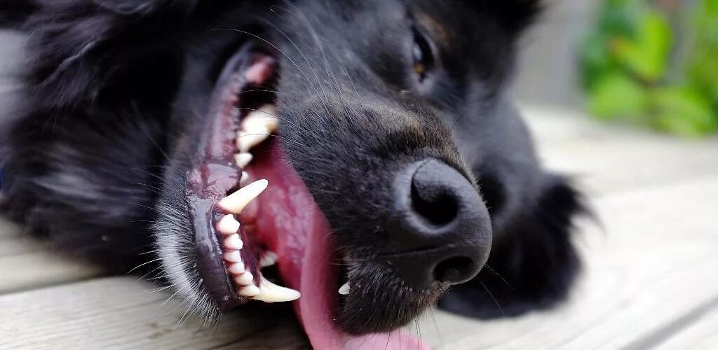 Собака рот зубы. Собака с языком.