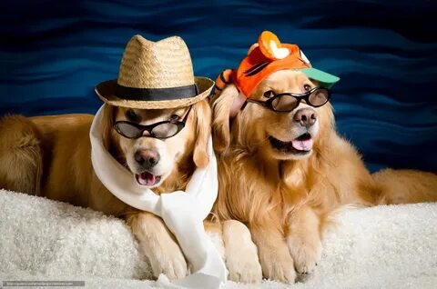 Fun dog