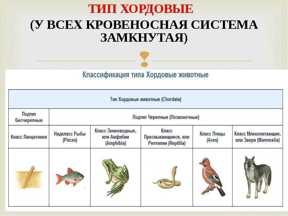 Систематическая цепочка