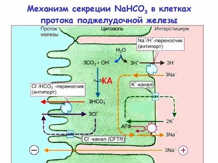 Механизмы секреции