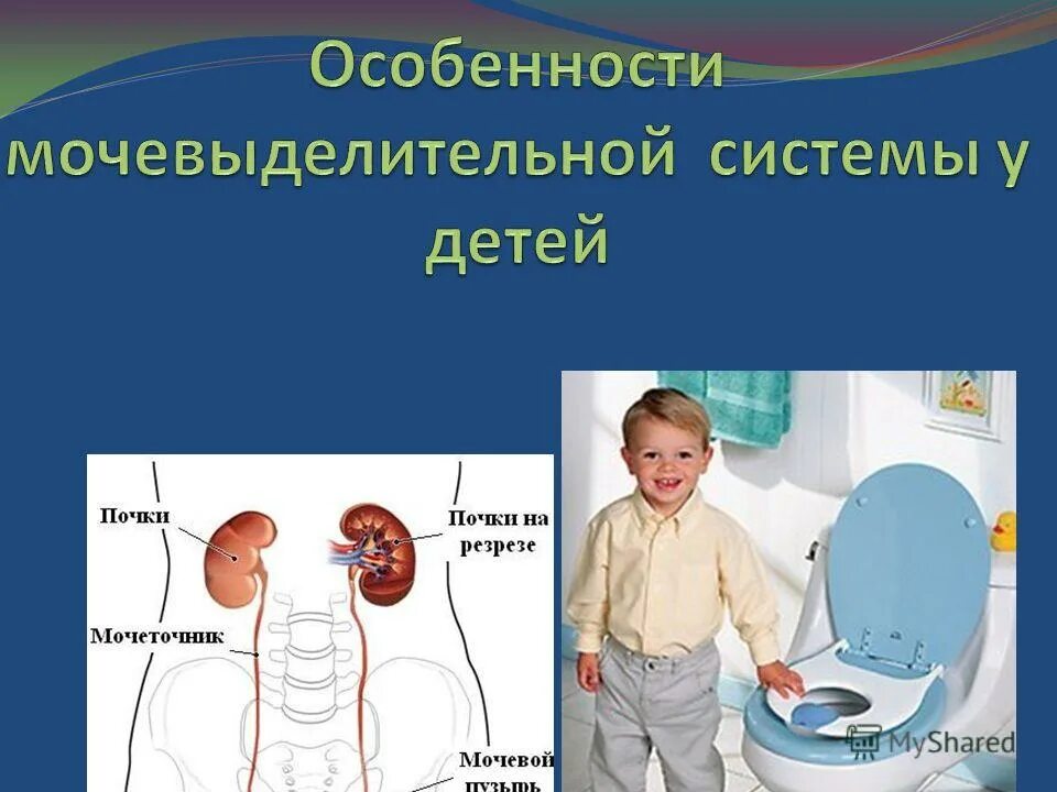 Мочевыделительная система у детей. Мочевыделительная система у детей дошкольного возраста. заболевания мочевыделительной системы у детей. особенности мочевыделительной системы. мочевыделительная система у детей особенности.
