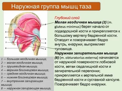 Ягодичные мышцы функции
