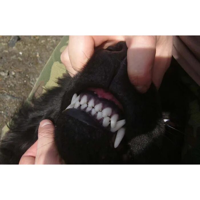 прикус ножницы у собак. ножницеобразный прикус у собак схема. ножницеобразный прикус прикус собаки. прикус ножницы у собак. правильный ножницеобразный прикус схема.