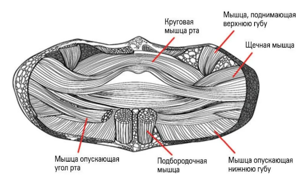 Губы мышцы рта. Мышцы окружающие отверстие рта. Мышцы окружающие ротовую щель.