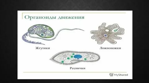 Передвижение с помощью ресничек