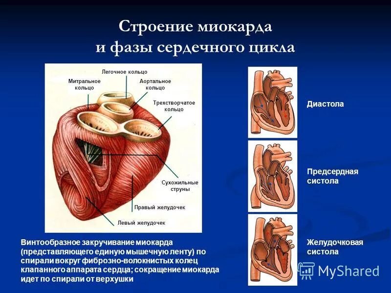 Миокард правого предсердия. Перикард эпикард миокард эндокард. Строение миокарда сердца анатомия. Строение сердца эпикард миокард эндокард. Строение миокарда желудочков.