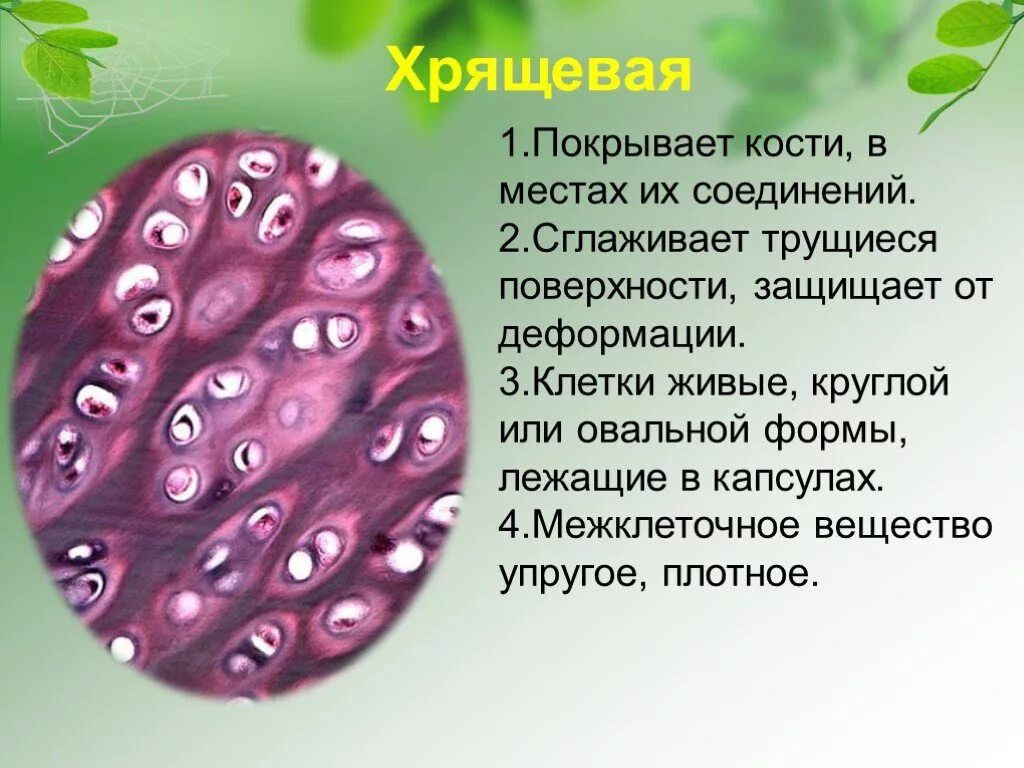 Межклеточное вещество находится. Клетки и межклеточное вещество. Межклеточное вещество в тканях растений. Хрящевая ткань клетки и межклеточное вещество.