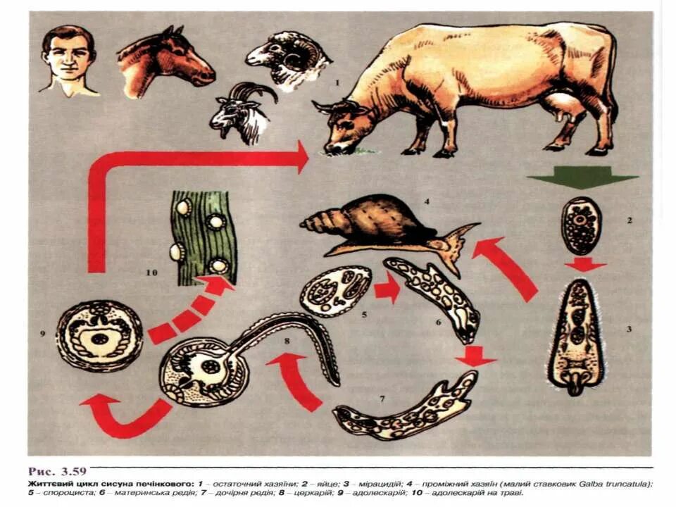 Цикл развития фасциол КРС. Фасциолез животных симптомы. Фасциолез животных цикл развития. Фасциолез животных пути заражения. Фасциолез животных