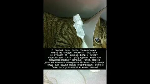 Сколько кошки выходят после наркоза