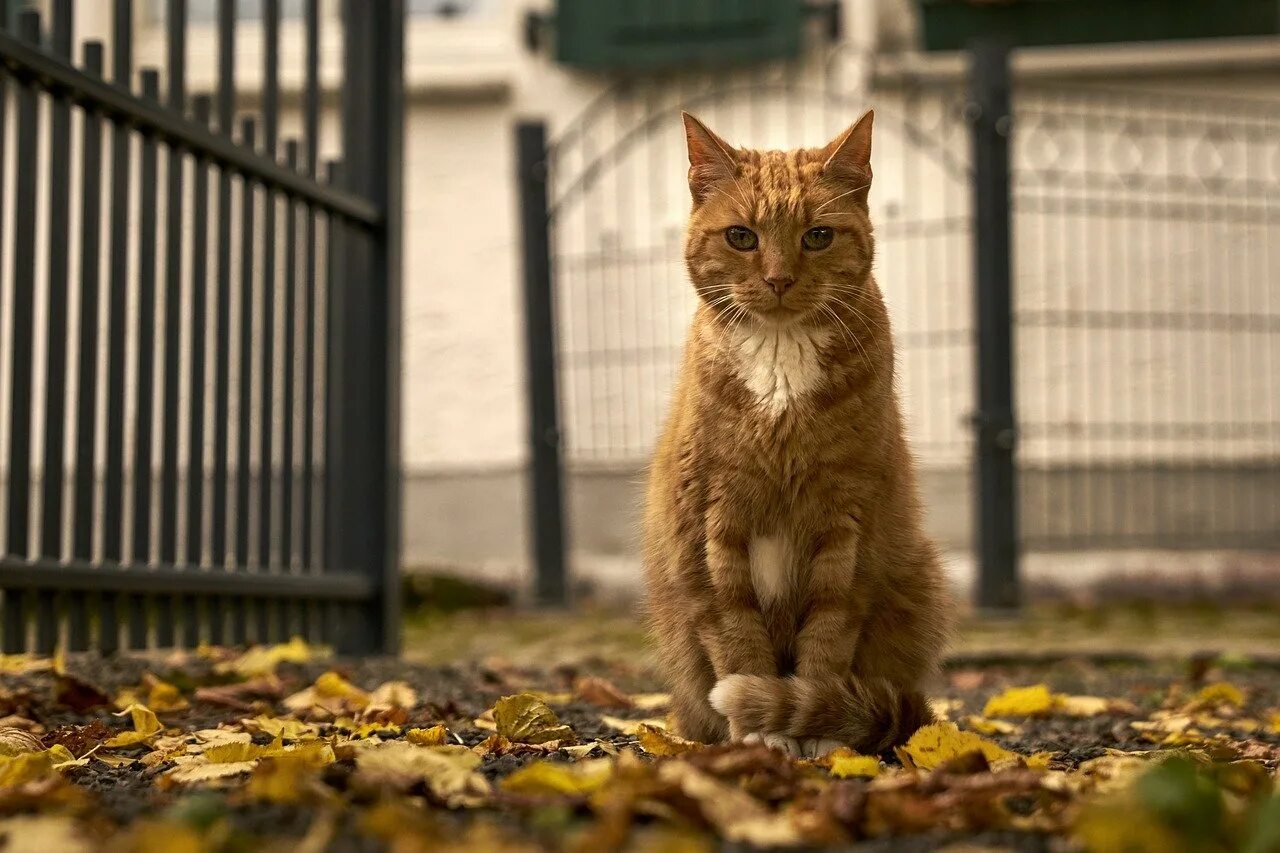 Фото сидящей кошки. Кот сидит. Рыжий кот на улице. Сидячая кошка. Рыжий кот сидит.