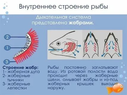 Жабры относятся к органам
