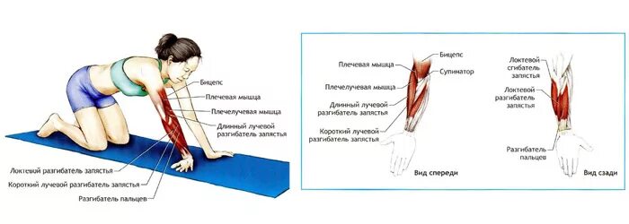 Тянет правую руку от локтя. Растяжка разгибателей предплечья. растяжка мышц, разгибающих руку в лучезапястном суставе. растяжка мышц предплечья упражнения. растягивать мышцы предплечья.