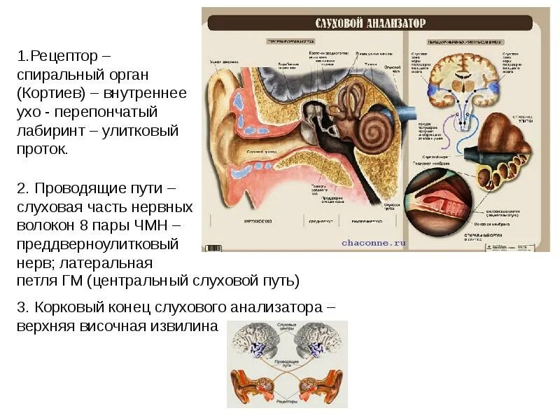 Рецепторы находятся в среднем ухе. Слуховой анализатор Кортиев орган. Слуховой анализатор Рецептор Нера. Строение слуховых рецепторов улитки. Кортиев орган слуховой нерв.