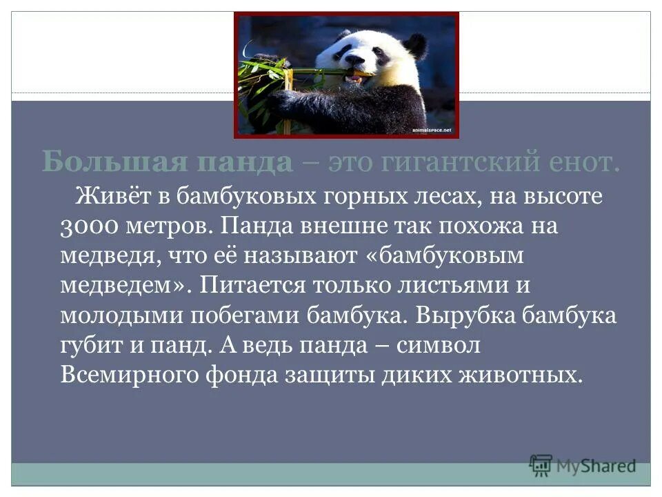 Панда и енот. Панда это медведь и енот. Панда это большой енот. Правда что Панда это енот
