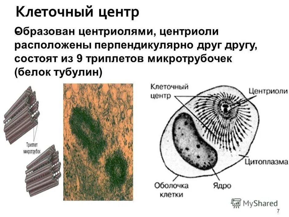 Клетка клеточный центр рисунок