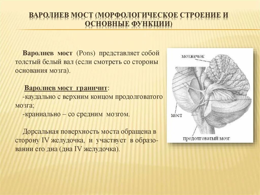 Какую функцию выполняет мост мозга. Варолиев мост анатомия функции. Функции варолиева моста человека. Строение и функции варолиева моста. Варолиев мост строение анатомия.