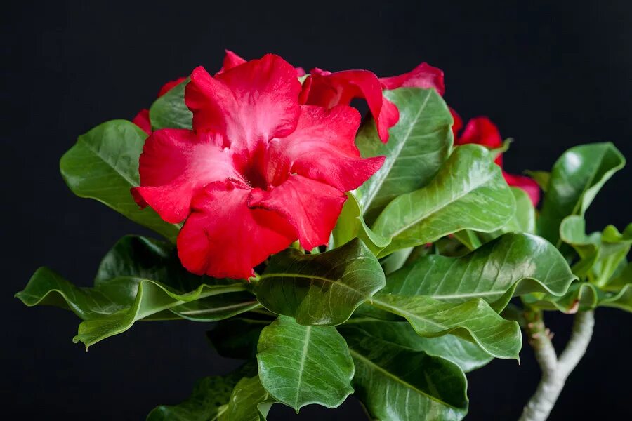 Blond diamond адениум. адениум вариегатный камелия. адениум ленд интернет. адениум санта клаус. адениум ленд интернет магазин отзывы.