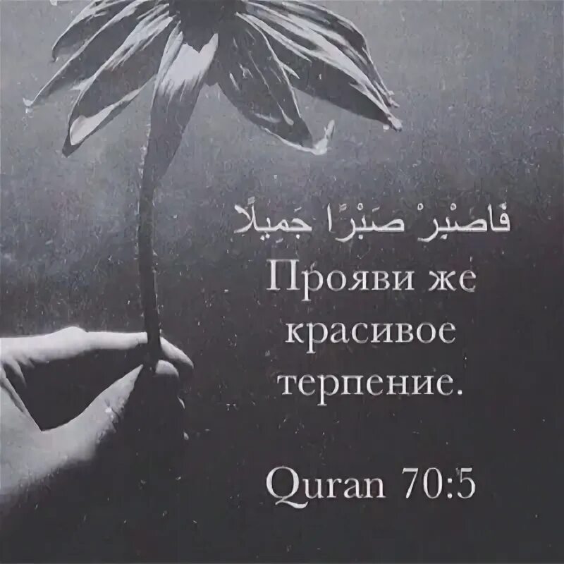 Красивые цитаты про терпение. Прояви же красивое терпение на арабском. Проявляй же красивое терпение. Красиво не красиво терпи. Прояви же красивое терпение коран.