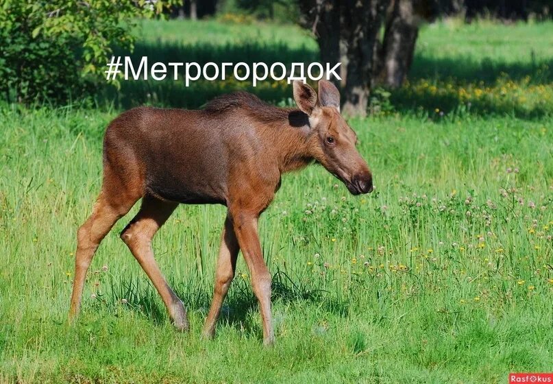 Детеныш лосихи. Новорожденные ослята. Детеныш лосихи. Детеныш лосихи. Лосиха с лосенком.