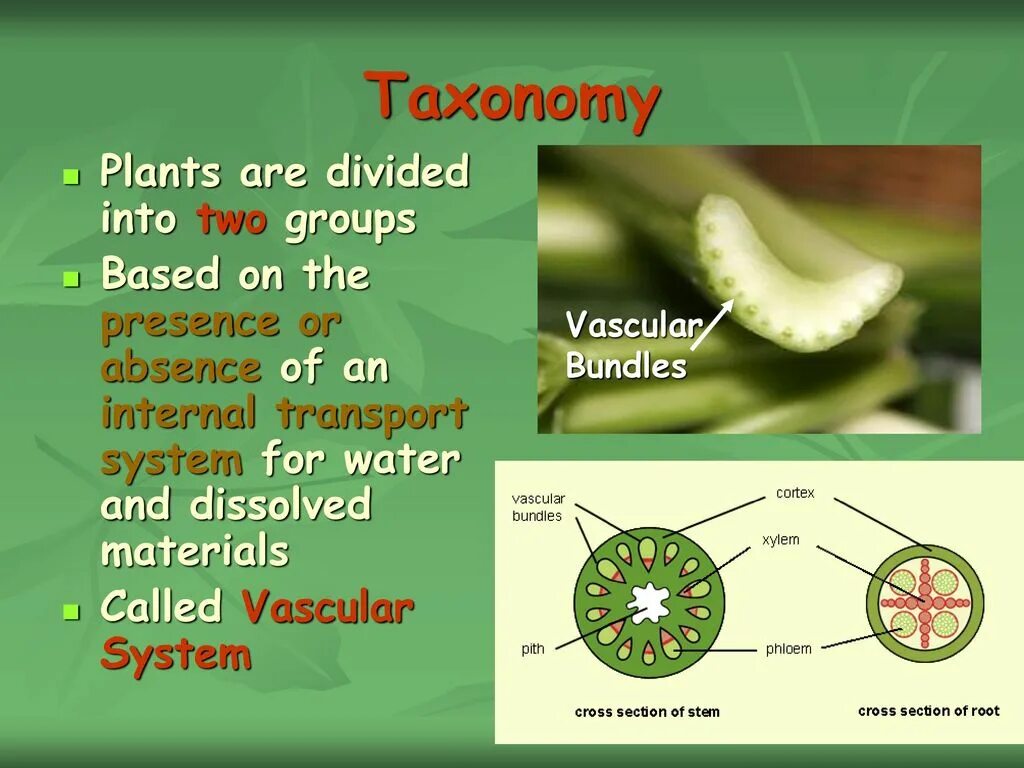 Plant taxonomy. Таксономия бобов. Plant Kingdom. Зеленая таксономия Китай.