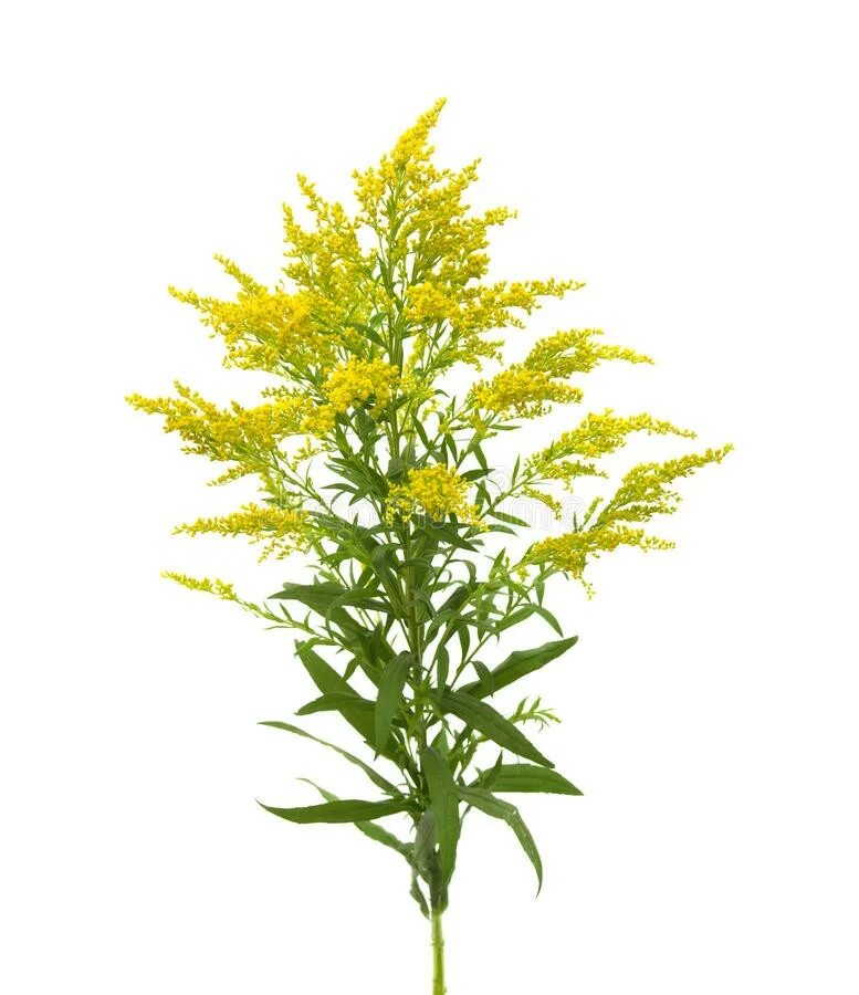 Solidago velutina. Золотарник гибридный страхленкрон. Золотарник. Золотарник белый. Золотарник обыкновенный сушеный.