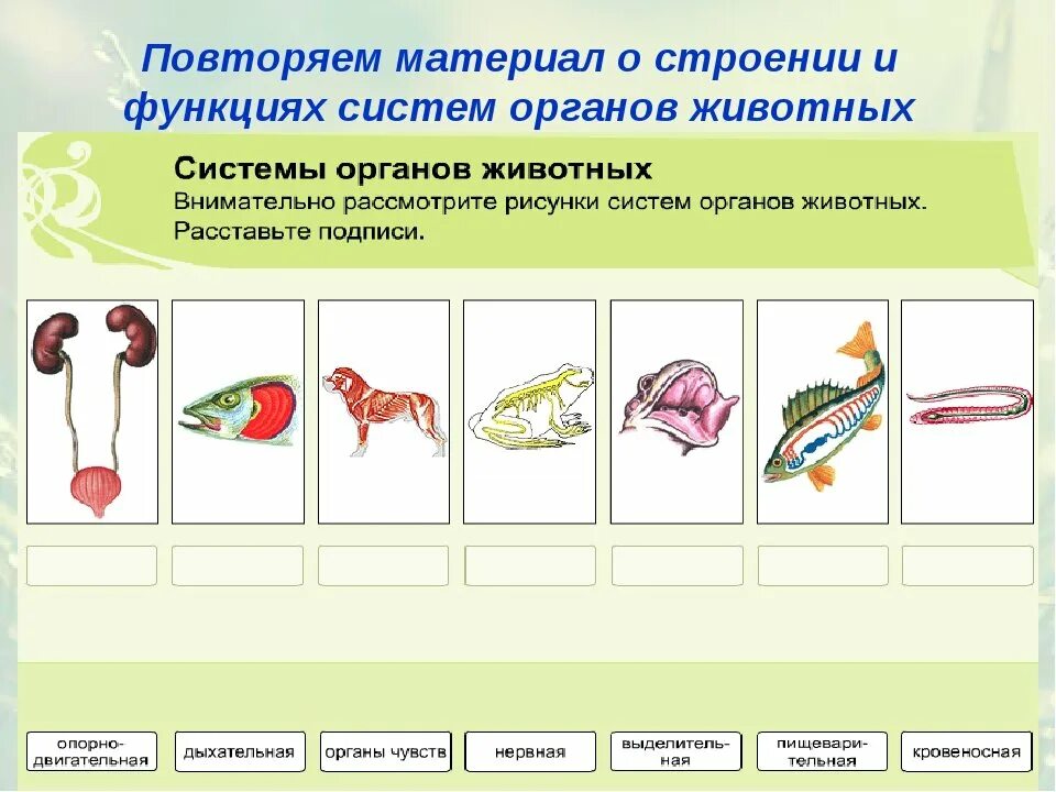 П 14 биология. Системы органов животных и их функции. Органы и системы органов животных 7 класс биология. Органы и системы органов животных таблица 6 класс системы. Таблица органы и системы органов животных 6 класс биология.