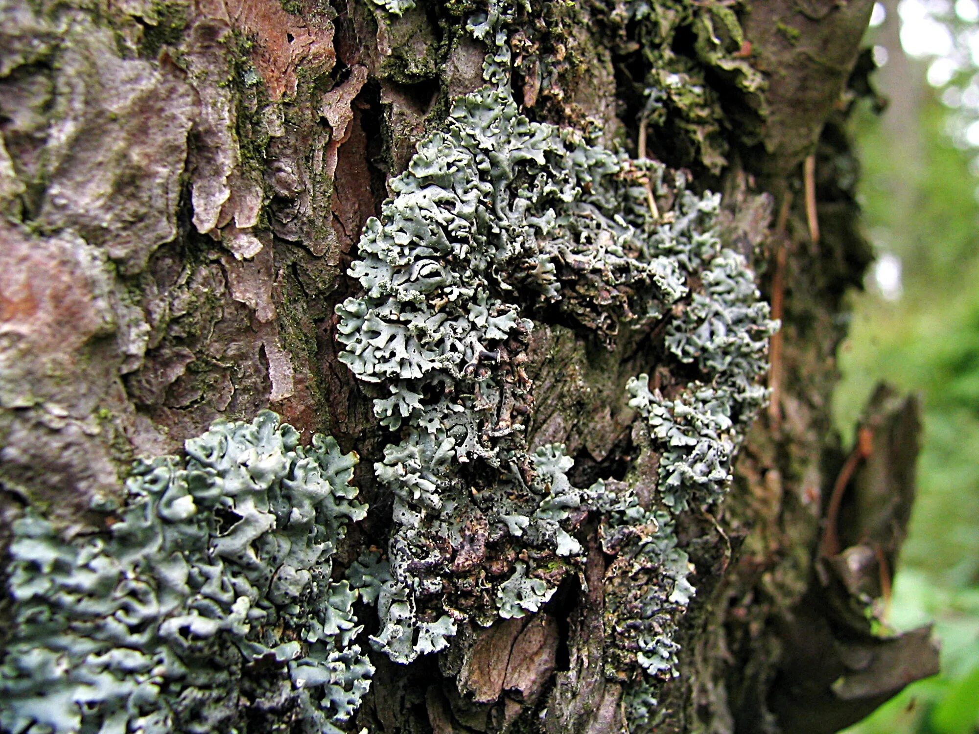 Лишайники Roccellaceae. Эпифитные лишайники на деревьях. Цетрария Сосновая лишайник. Цетрария эпифит. Лишайник это растение или нет