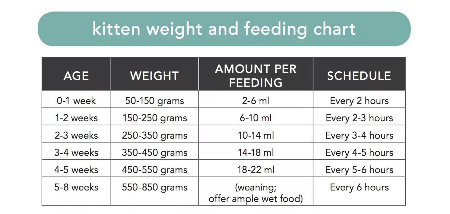Did you remember feed the cat. Cat feeding schedule. feed или feeding. cat weight chart. kitten fed.