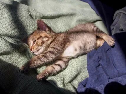 Живот котенка 1 месяц