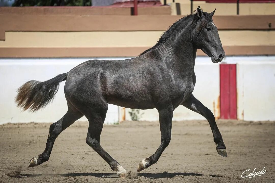 Coleta de caballo