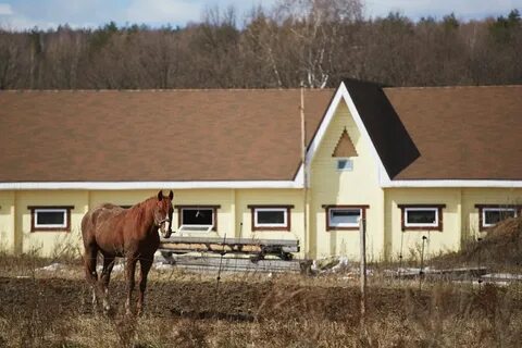 Лошади новгородская область