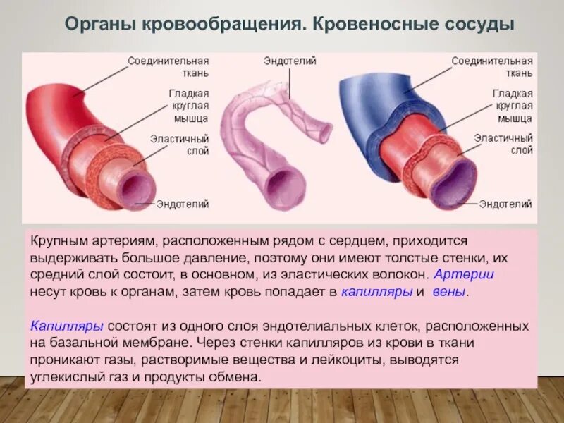 Имеет толстую стенку