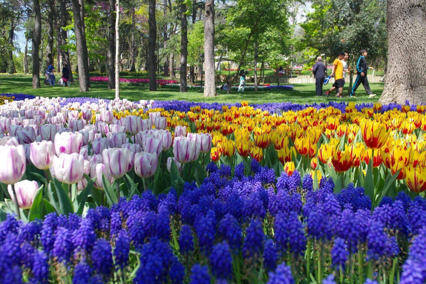 Парк тюльпанов в стамбуле. Парк Гюльхане тюльпаны. Гюльхане парк Стамбул тюльпаны. Парк Гюльхане парк фестиваль тюльпанов. Парк Гюльхане в апреле.