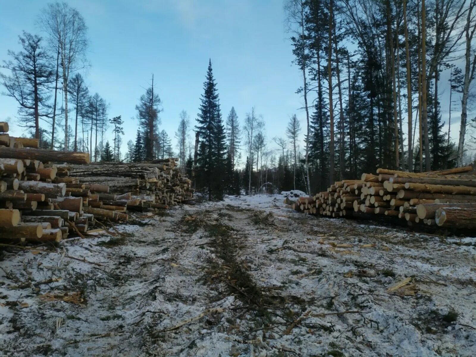 В башкирии много. Вырубка леса инзерские зубчатки. вырубка леса в башкирии. вырубка лесов арт. вырубка лесов 1920 1080.