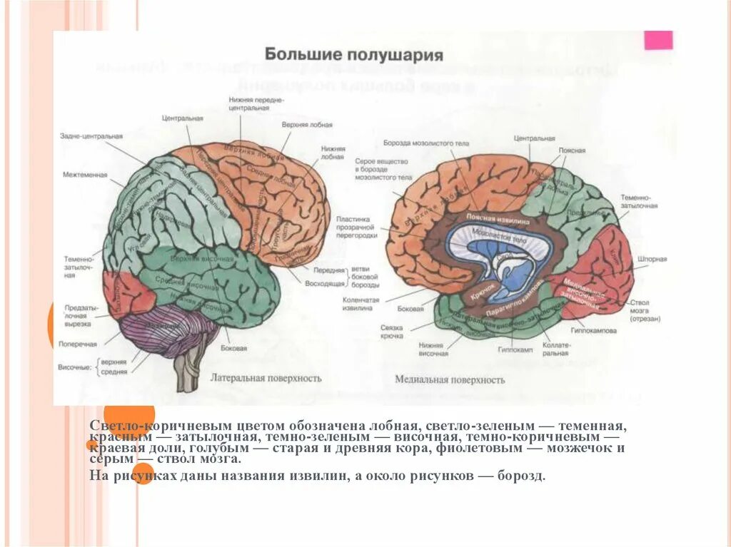 Каково значение извилин в строении больших полушарий. Рисунок мозга с обозначением лобных теменных.