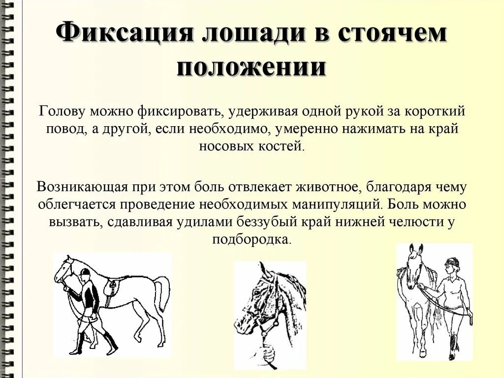 Порядок приема животных