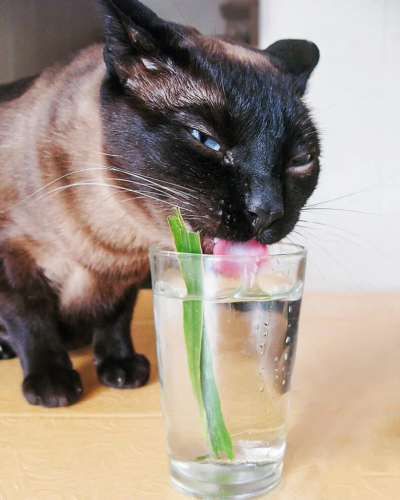 Как приучить котенка пить