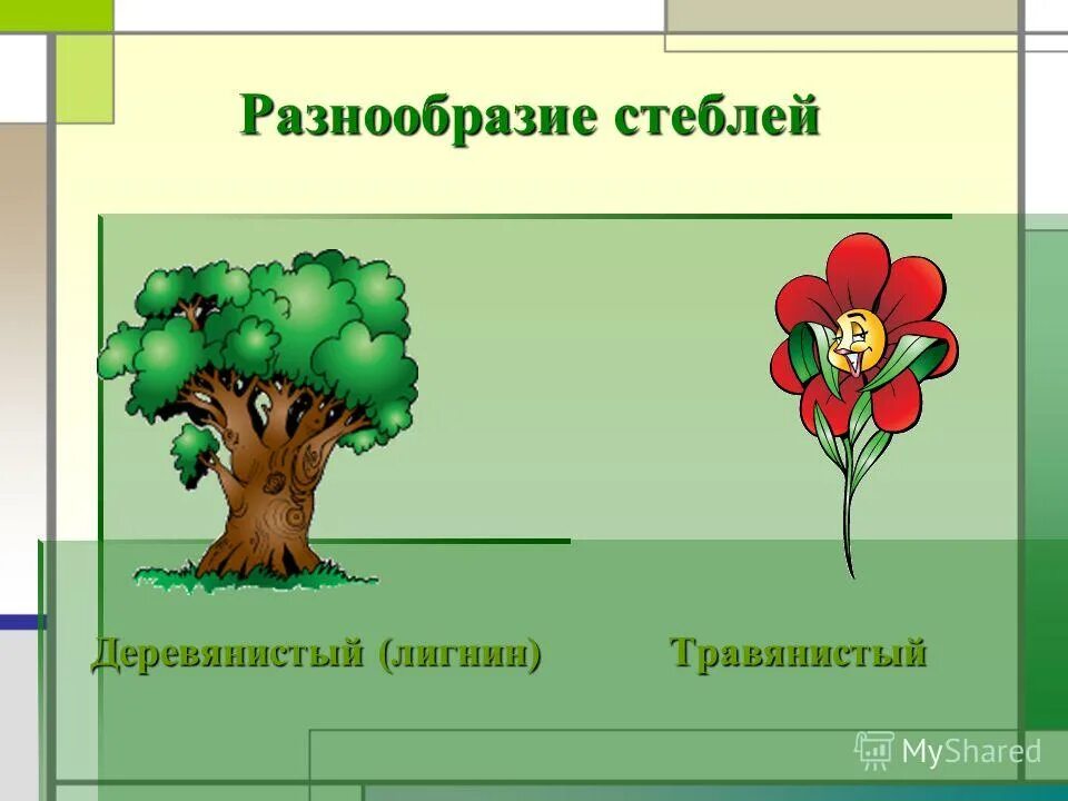 Разнообразие стеблей презентация. Разнообразие стеблей презентация. Классификация стеблей растений. Стебель разнообразие стеблей. Прямостоячий стебель.