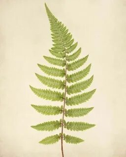 Fern art by muke fz064