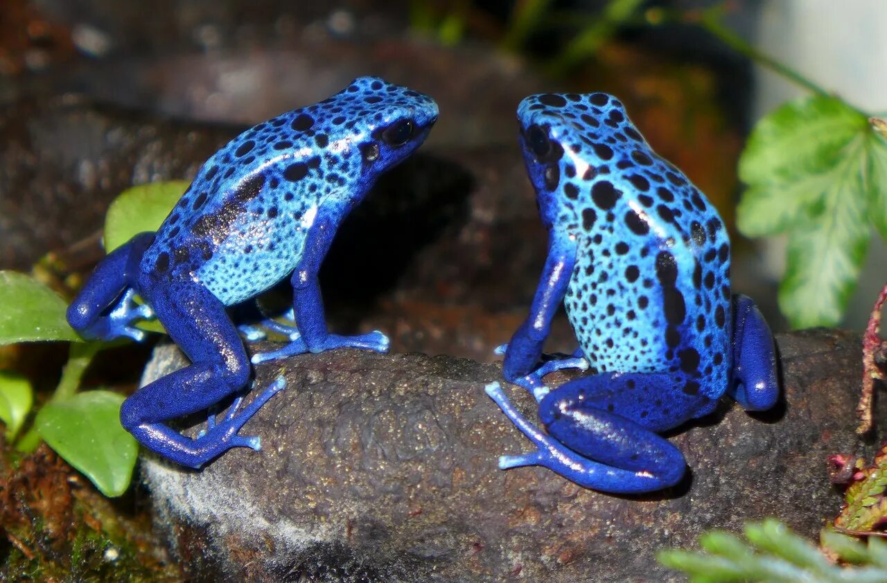голубая жаба. синий древолаз лягушка. голубой древолаз (dendrobates azureus). лягушка голубой древолаз. лягушка голубой древолаз.