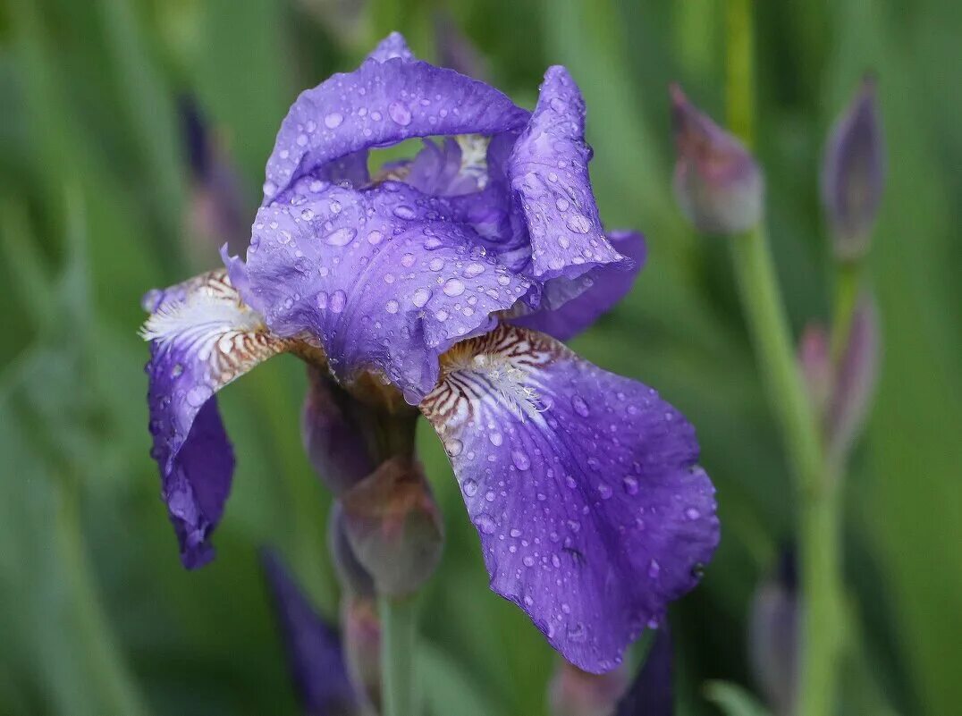ирис любимый. Jazz band. ирис любимый. ирис орхидейный. ирис бородатый риплинг ривер.