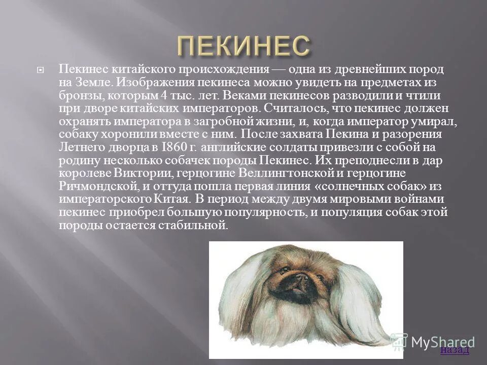 Национальность собаки. Пекинес королевской породы. Рассказ о породе собак Пекинес 2 класс. Рассказ о породе Пекинес 2 класс. Королевский Пекинес характер.