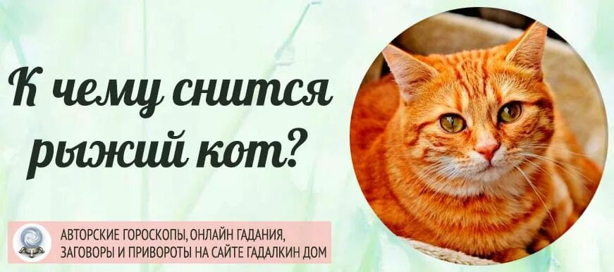 Сонник рыжий кот к чему снится. К чему снится рыжий кот. Рыжий кот во сне к чему снится. К чему снится рыжий кот женщине. К чему снятся коты во сне мужчине