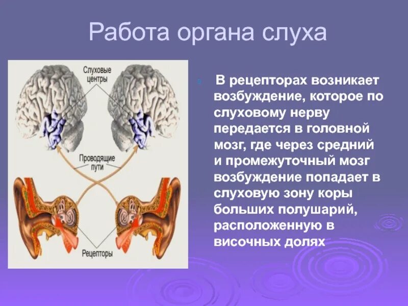 Последовательность звуковых колебаний передаются к рецепторам