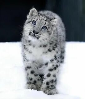 Кошка 5 букв