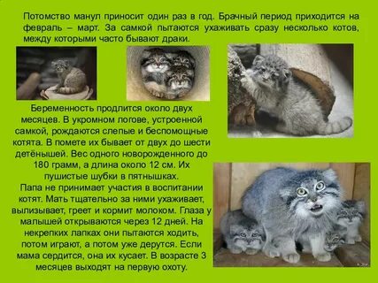 Описание манула