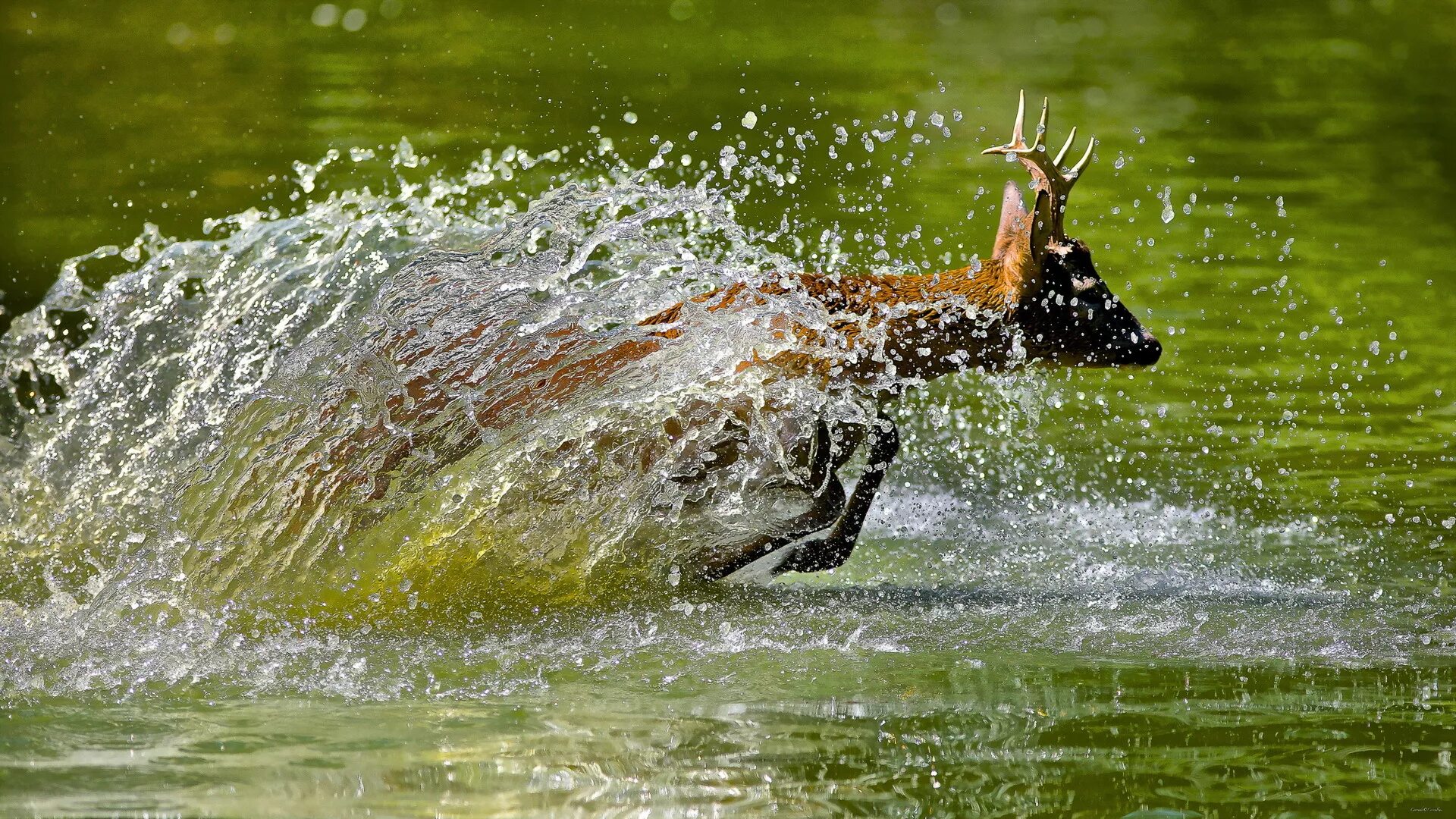 Лось пьет воду. Животные в воде. Олень плывет. Олень в воде. Плавающие животные.