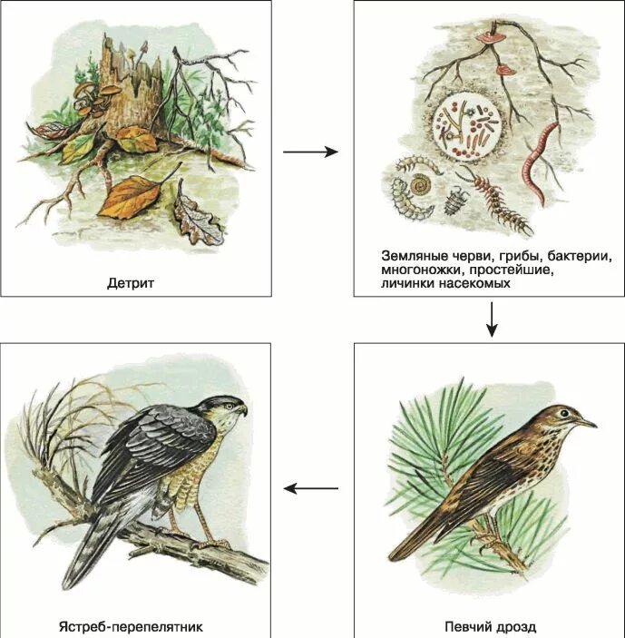 Цепь питания с дождевым червем. Детритные пищевые цепи примеры. Пищевая цепочка детритная. Детритная цепь питания. Детритная пищевая цепь пример.