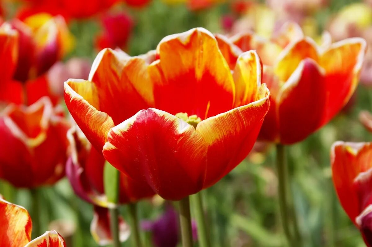 Тюльпан денмарк. Тюльпан денмарк (denmark). Тюльпан сорт денмарк. Тюльпан триумф денмарк. Тюльпан денмарк.